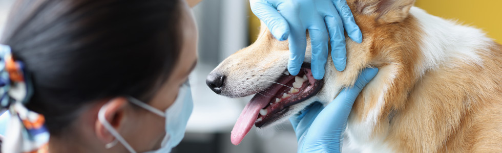 Eine Tierärztin untersucht einen Hund – dafür braucht sie auch Dentalinstrumente für Tiere