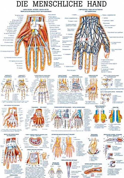 anat. Lehrtafel: Die menschliche Hand 70 x 100 cm, Papier