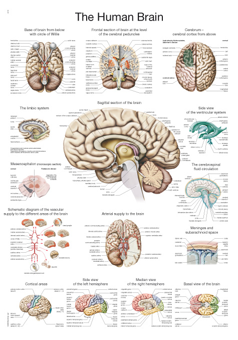 Lehrtafel Das menschliche Gehirn (englisch) 50x70cm