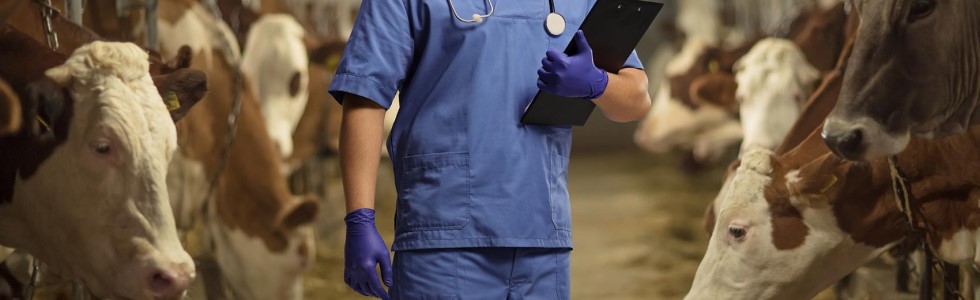 Ein Tierarzt trägt Veterinärhandschuhe vor einer Untersuchung im Kuhstall