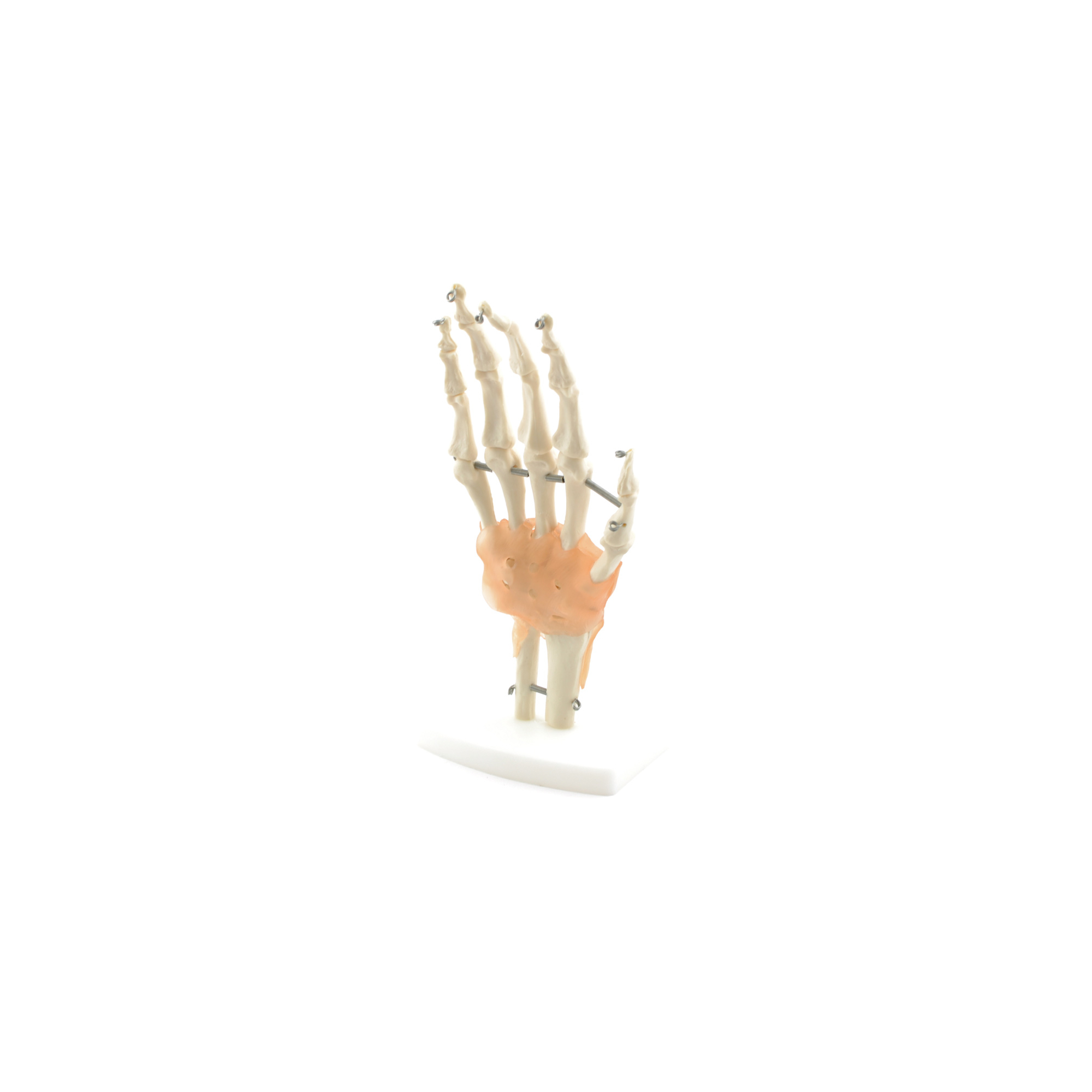 Hand-Skelettmodell mit Bandapparat Beweglich HeineScientific