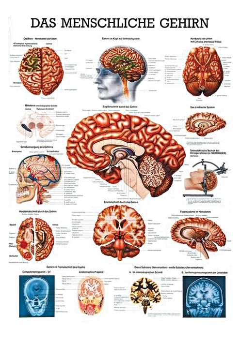 anat. Lehrtafel: Das menschliche Gehirn 70 x 100 cm, Papier