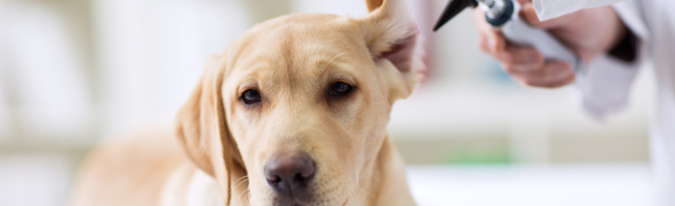 Ein Hund wird mit Veterinärdiagnostik-Instrumenten am Ohr untersucht