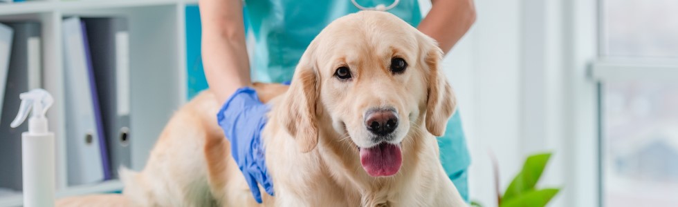 Ein Hund beim Tierarzt wird mit Veterinärbedarf behandelt