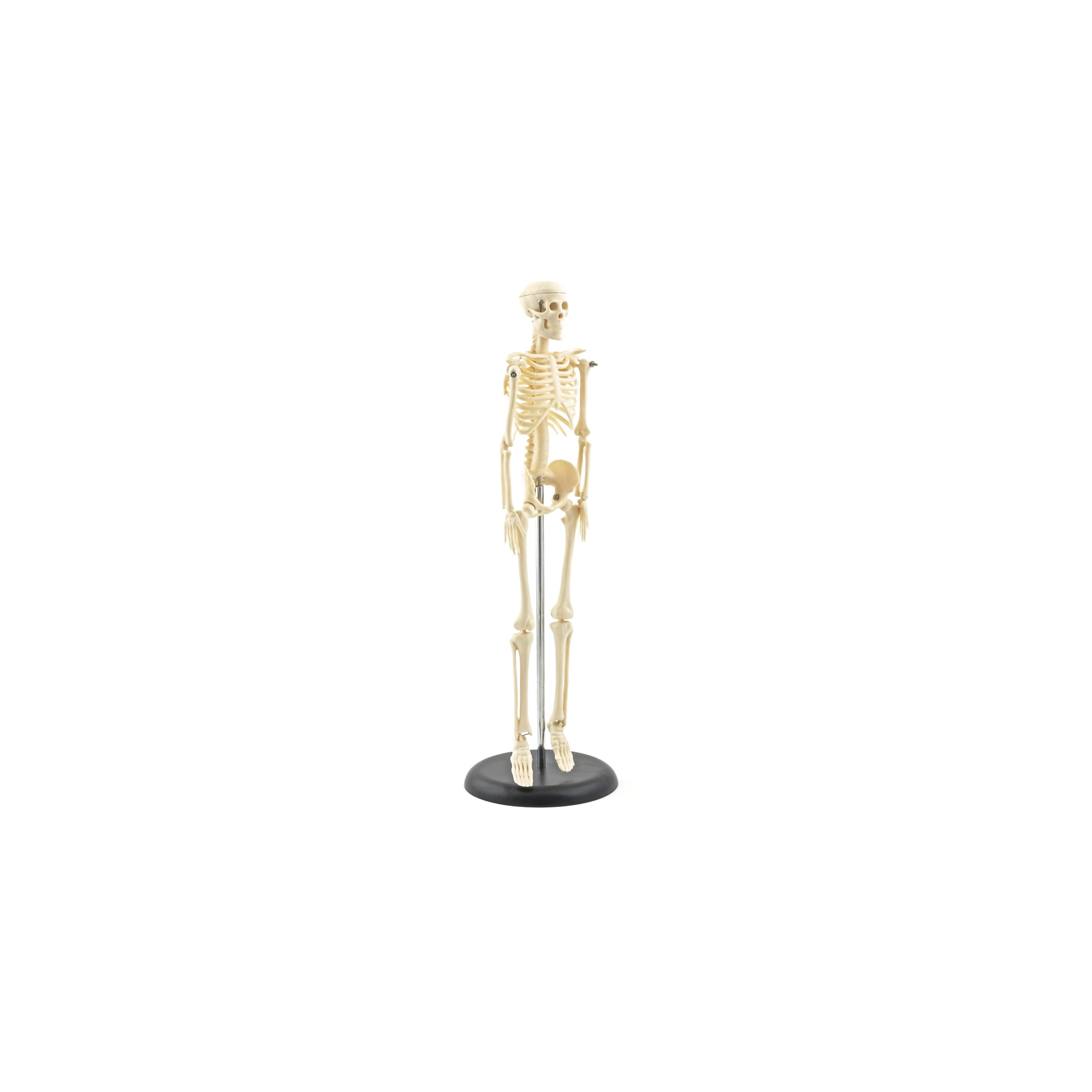 Mini-Skelettmodell Miniatur Skelettmodell Höhe 42 cm HeineScientific
