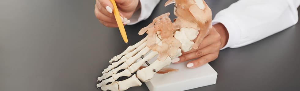 Ärztin zeigt die Anatomie an einem Skelettmodell eines Fußes