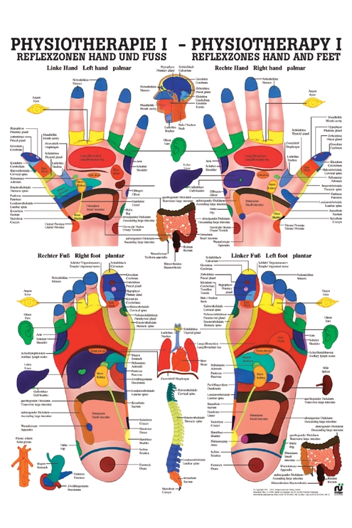 anat. Poster: Physiotherapie Reflexzonen Hand und Fuß, 50 x 70 cm, Papier