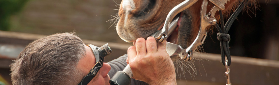 Ein Mann untersucht ein Pferd mit Maulgatter