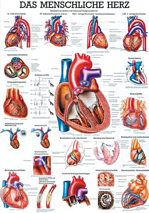 anat. Lehrtafel: Das menschliche Herz 70 x 100 cm, Papier