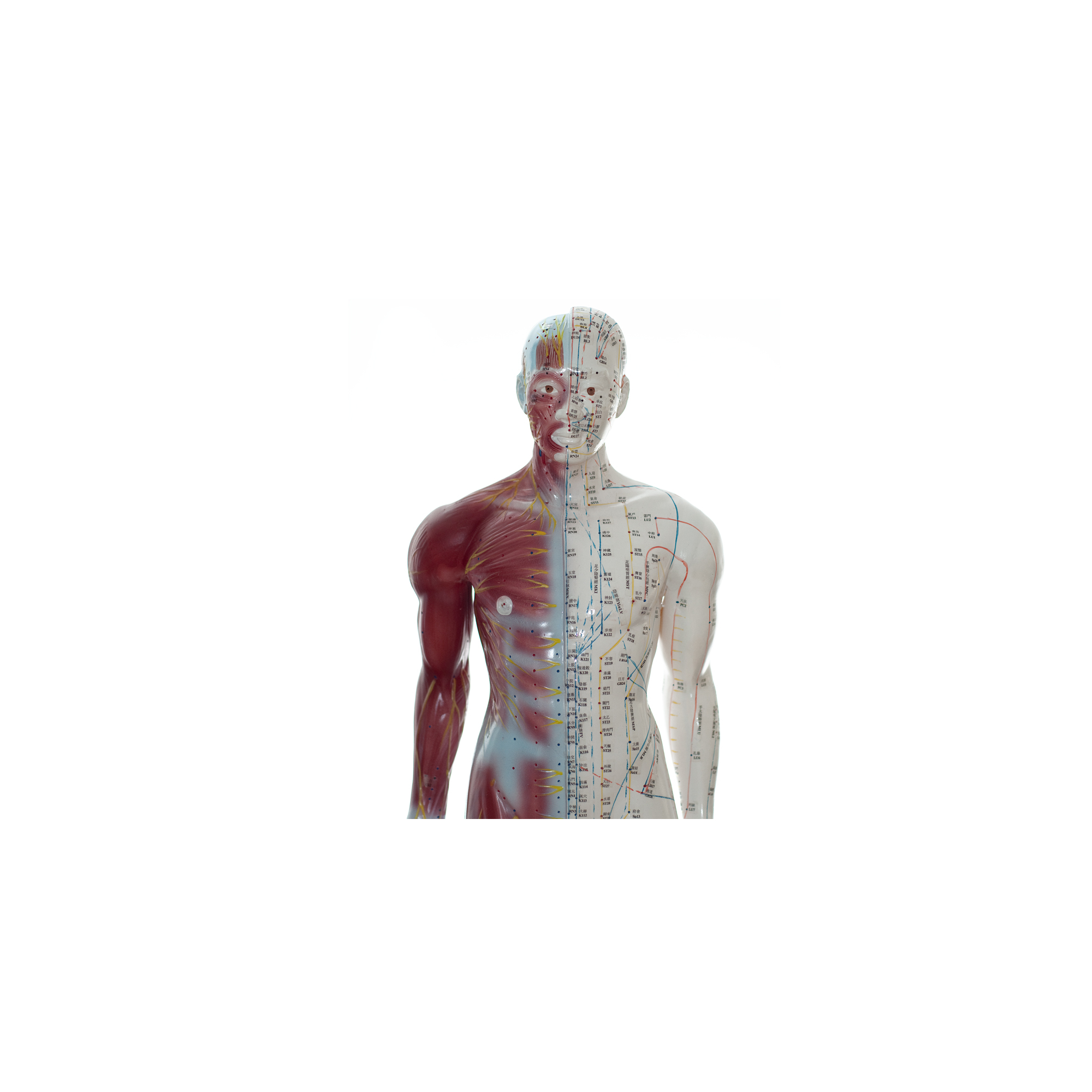 Akupunkturmodell Körper Dreidimensional HeineScientific