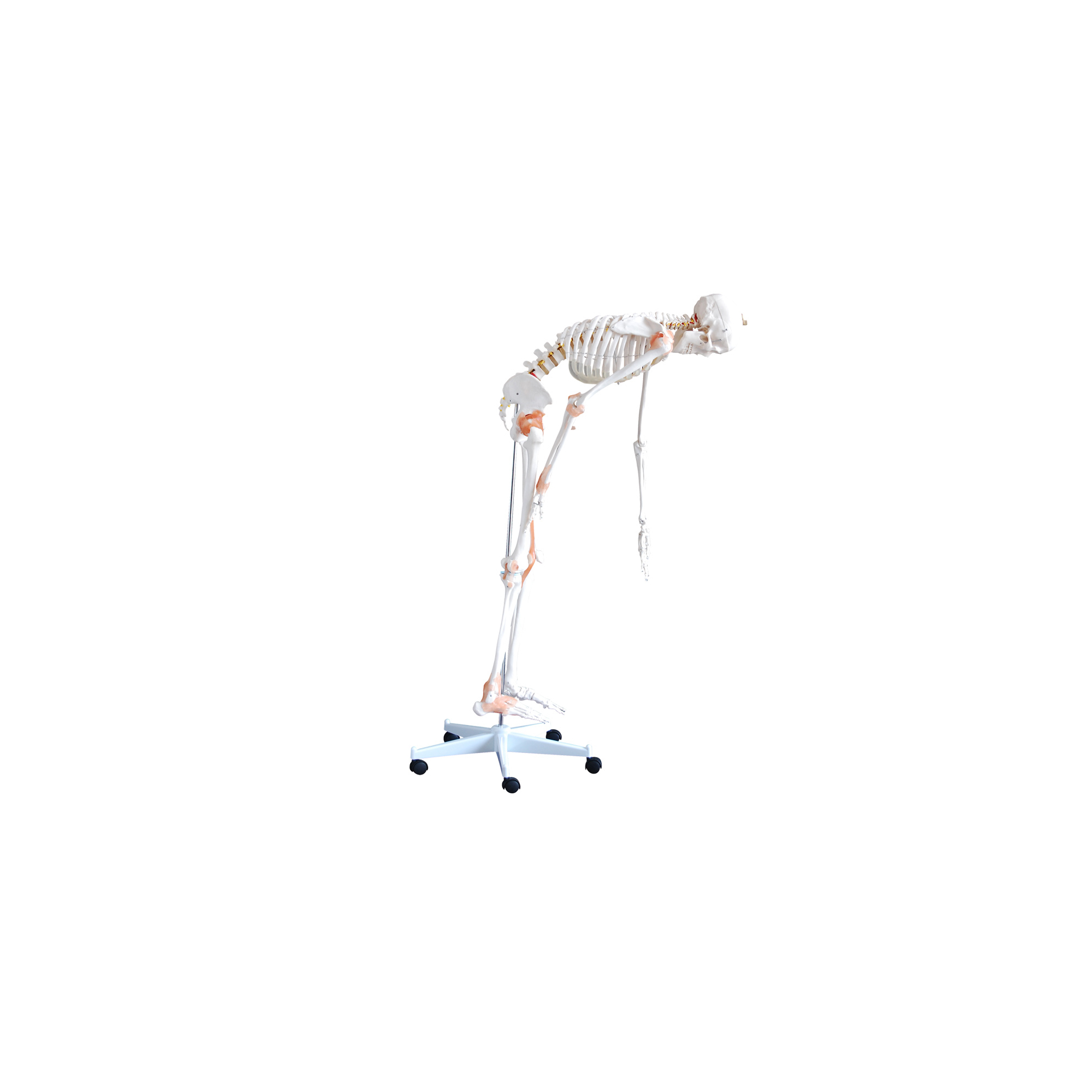 Skelettmodell mit flexibler Wirbelsäule Lebensgroß HeineScientific 