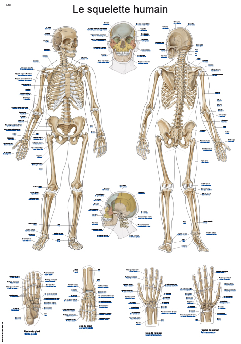 Lehrtafel Le squelette humain 50x70cm