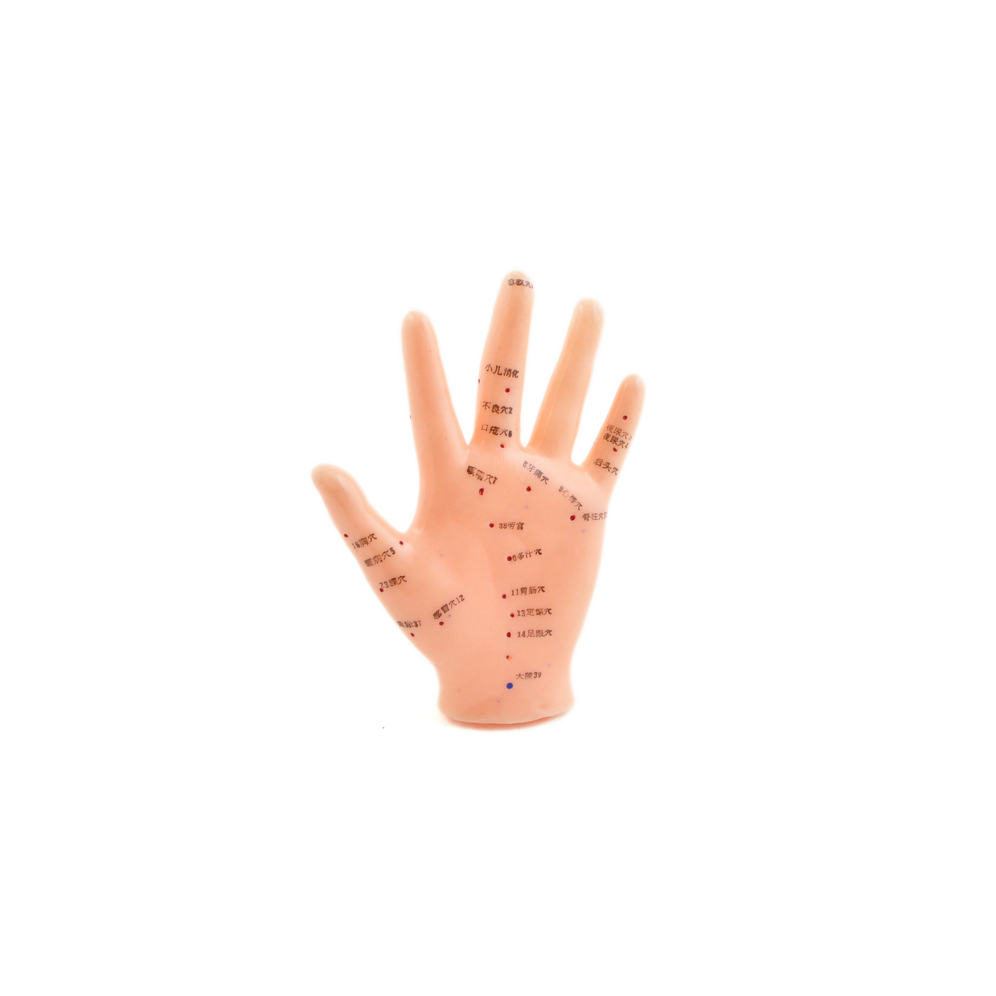 Akupunkturmodell Hand Weibliches Hand-Modell HeineScientific