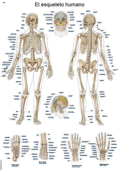 Lehrtafel El esqueleto humano 50x70cm