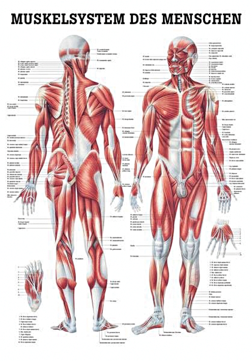 anat. Poster: Männliches Muskelsystem 50 x 70 cm, Papier