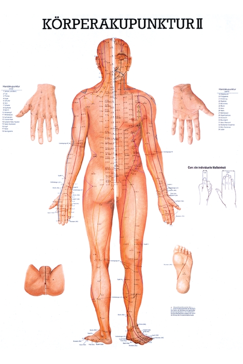 anat. Lehrtafel: Körperakupunktur II 70 x 100 cm, Papier