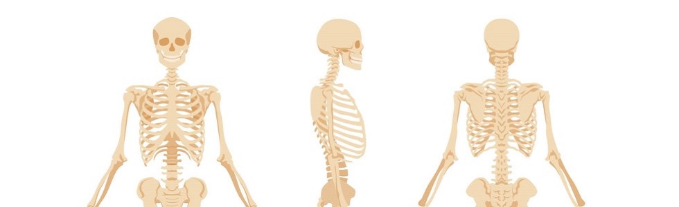 Skelettmodell