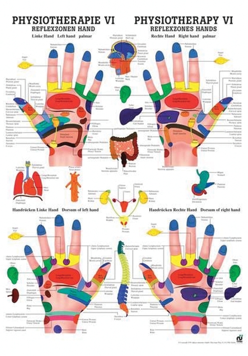 anat. Poster: Physiotherapie Reflexzonen Hand, 50 x 70 cm, Papier, zweisprachig