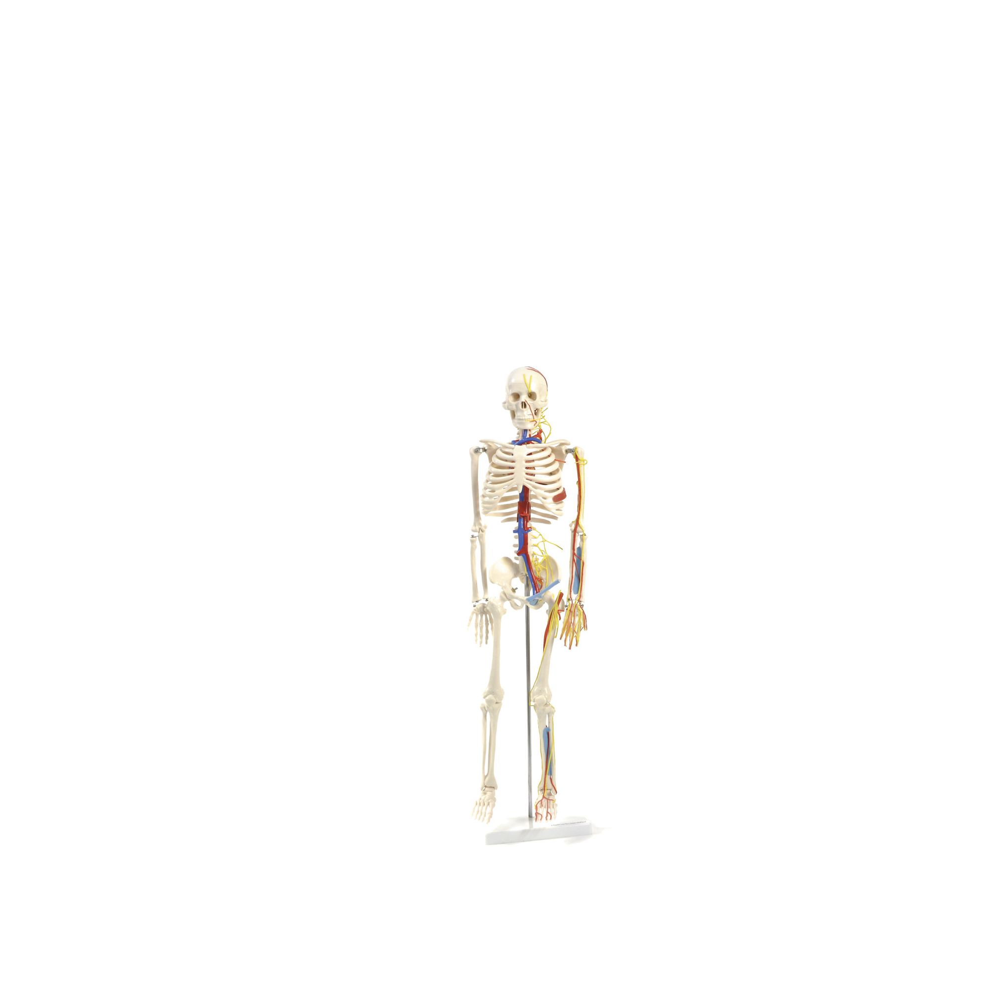 Anatomisches Skelettmodell mit Nerven und Gefäßen HeineScientific