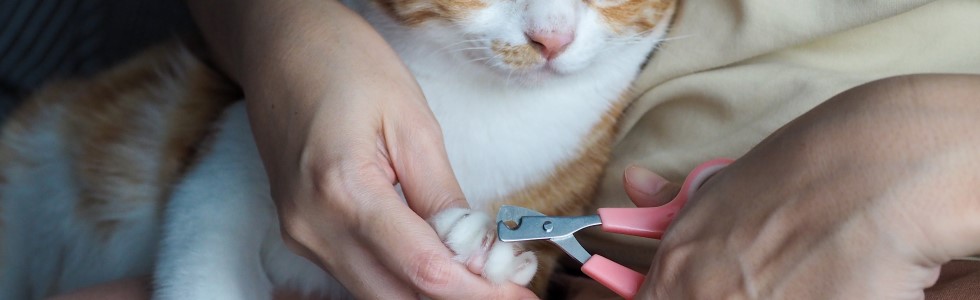 Einer Katze werden die Krallen mit einer Schere geschnitten, die man bei SANISMART unter Veterinärbedarf kaufen kann