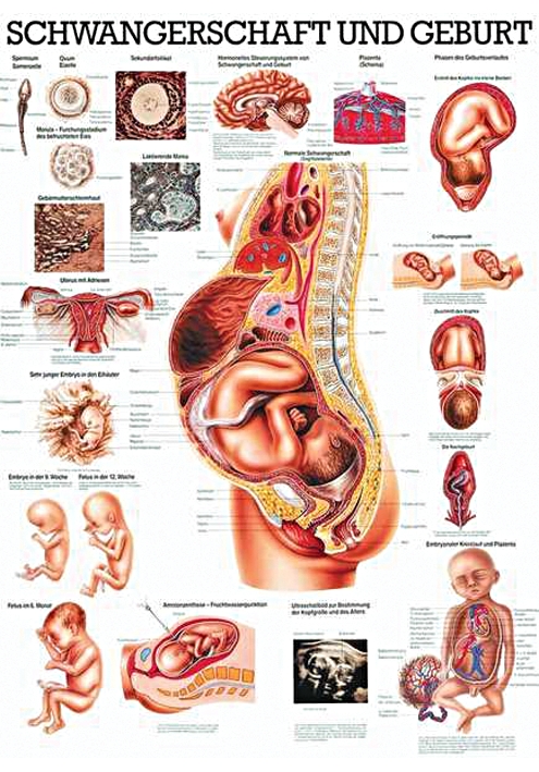 anat. Lehrtafel: Schwangerschaft, Geburt 70 x 100 cm, Papier