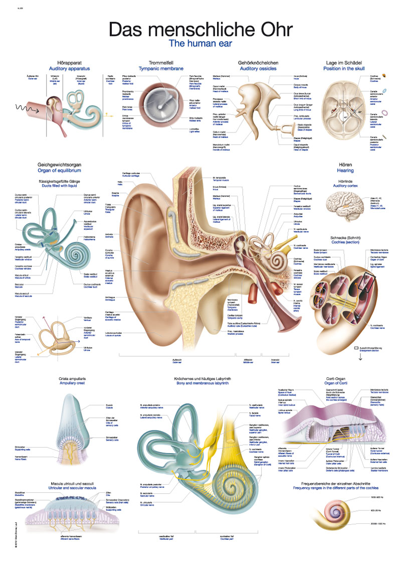 Lehrtafel Das menschliche Ohr 50x70cm