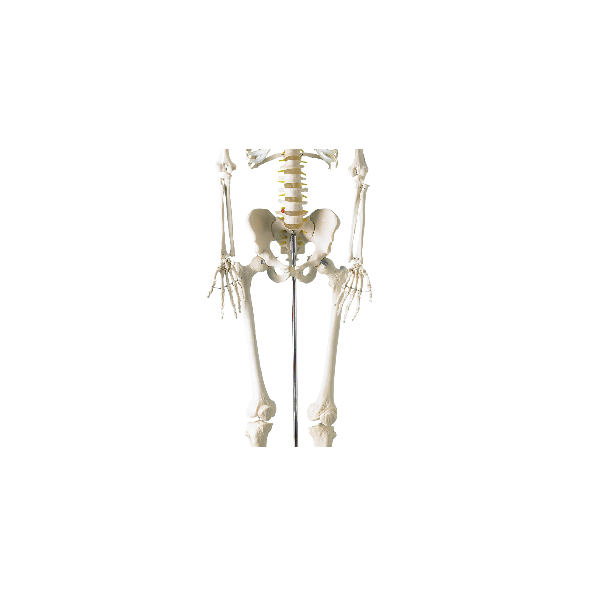 5694_lebensgroßes_Skelettmodell_flexible_Bandscheibe_Front_unten.jpg
