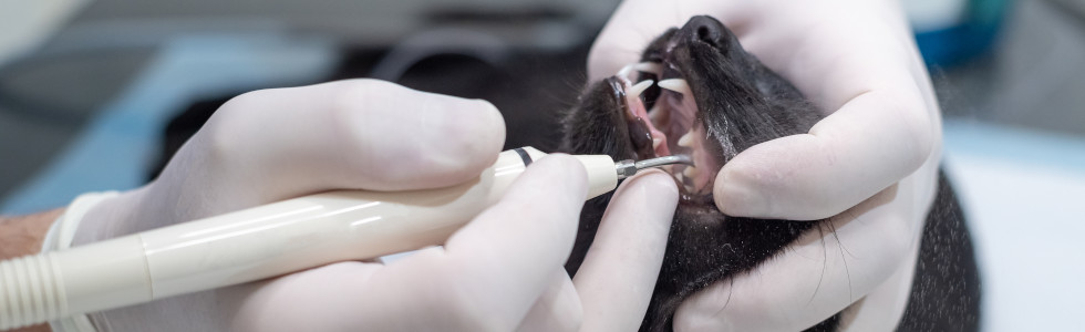 Eine Katze wird mit Dentalinstrumenten für Tiere an den Zähnen behandelt