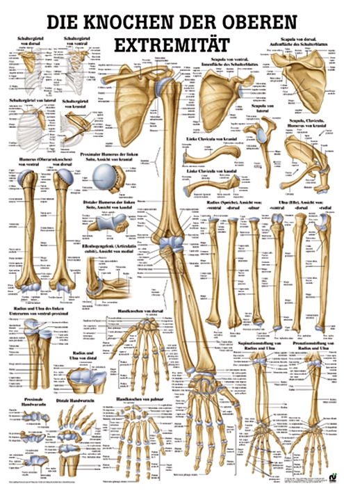 anat. Lehrtafel: Knochen obere Extremität 70 x 100 cm, Papier