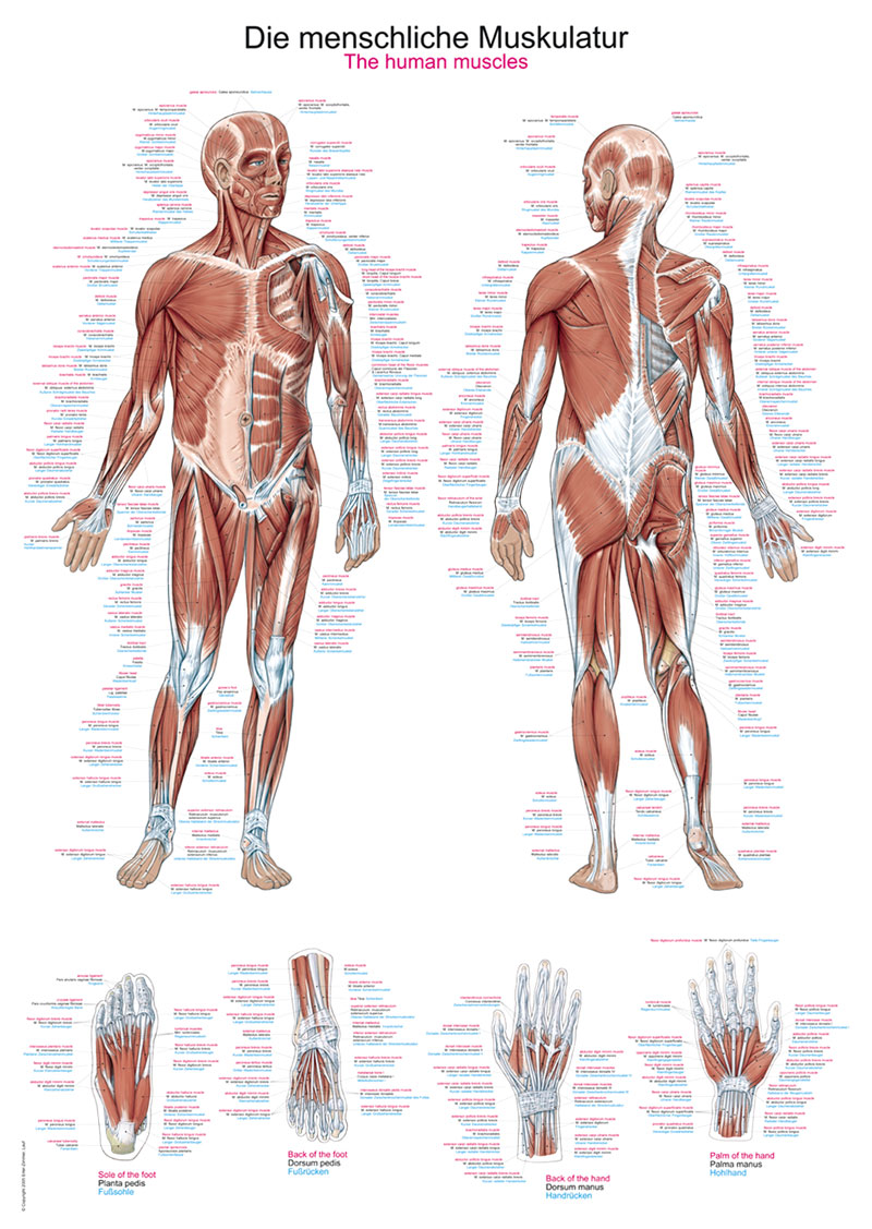 Lehrtafel Die menschliche Muskulatur 50x70cm