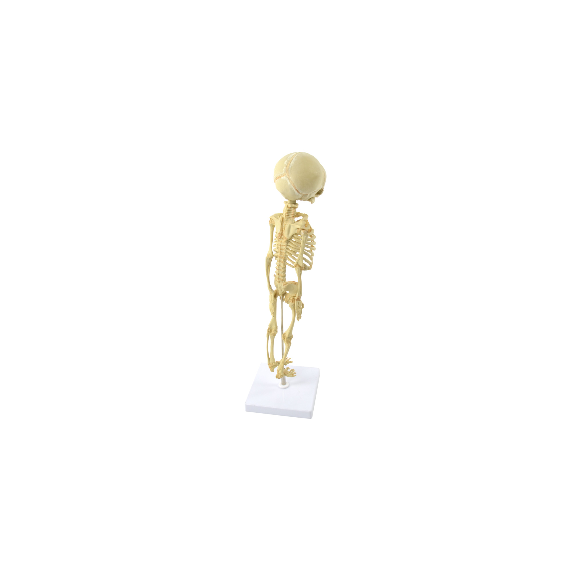 5651_Lebensgroßes_Fötus-Skelettmodell_rechts.jpg
