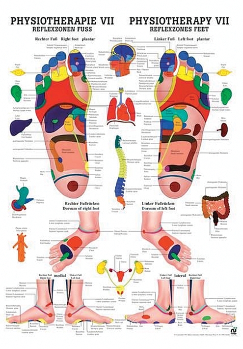 anat. Poster: Physiotherapie Reflexzonen Fuß, 50 x 70 cm, laminiert, zweisprachig