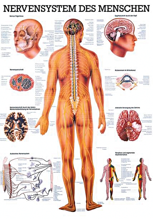 anat. Lehrtafel: Nervensystem des Menschen 70 x 100 cm, laminiert