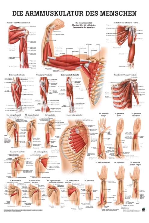 anat. Poster: Die Armmuskulatur des Menschen 50 x 70 cm, laminiert