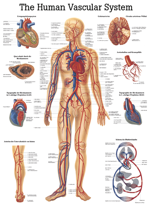 anat. Lehrtafel: Human Vascular System 70 x 100 cm Papier (engl. Ausführung)