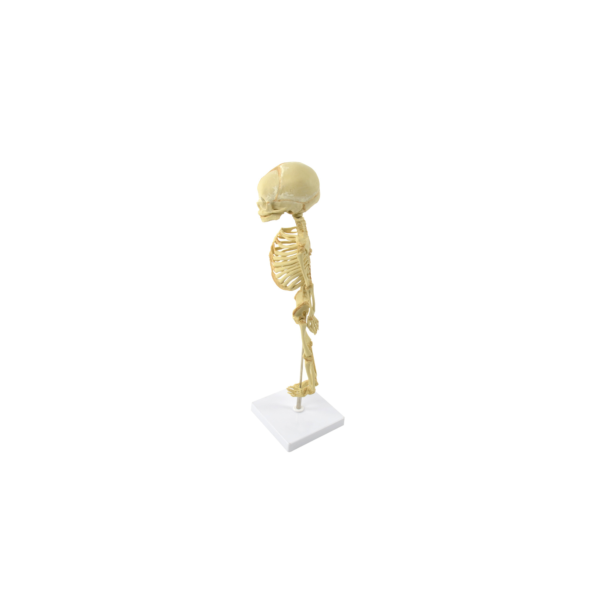 5651_Lebensgroßes_Fötus-Skelettmodell_links.jpg