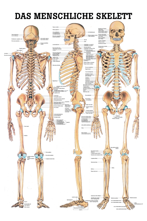 anat. Lehrtafel: Das menschliche Skelett 70 x 100 cm, Papier