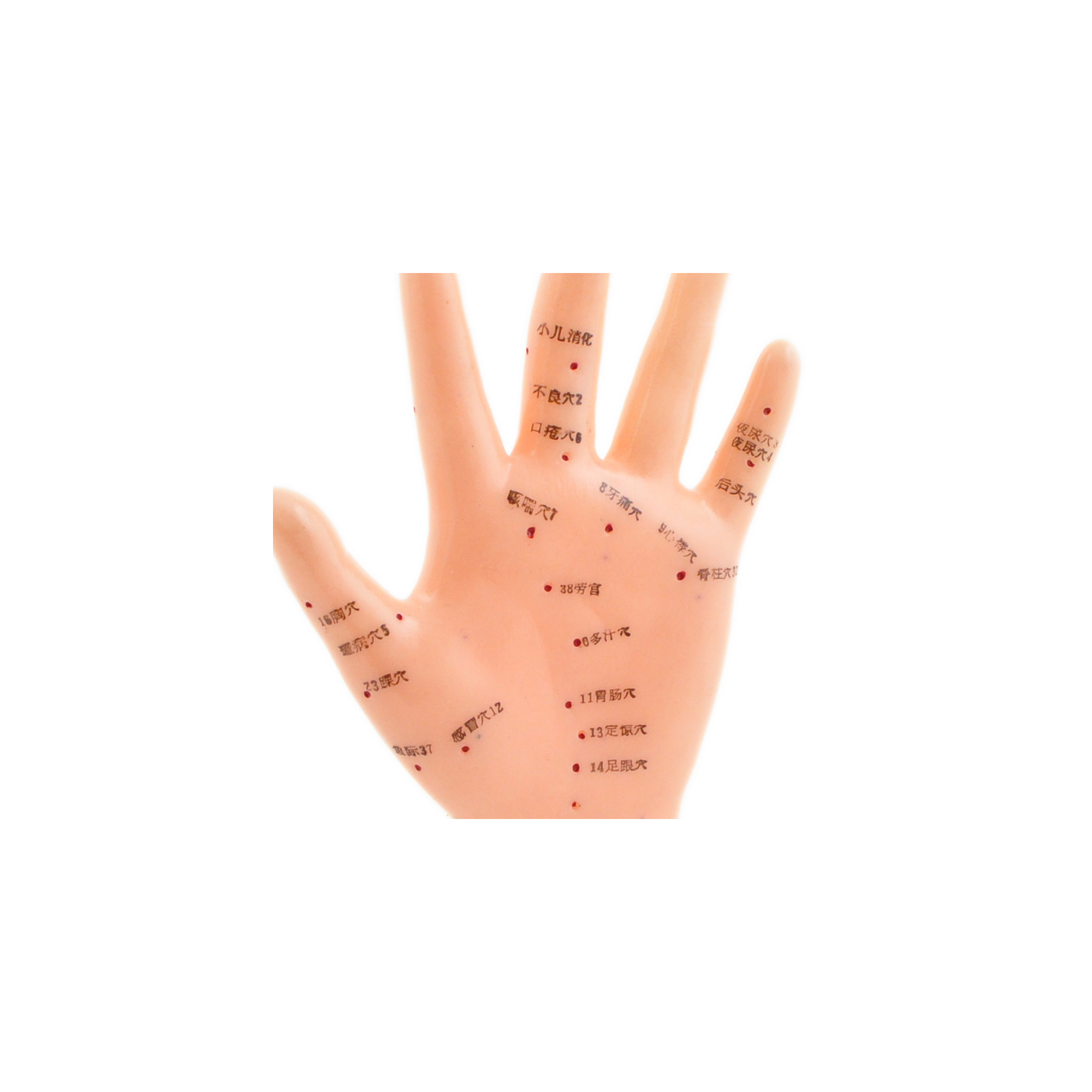 5049_Akupunkturmodell_menschliche Hand_weiblich_Handfläche_Zoom.jpg