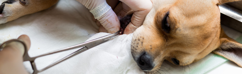 Ein Hund wird mit einer Zahn-Zange für Tiere an den Zähnen behandelt